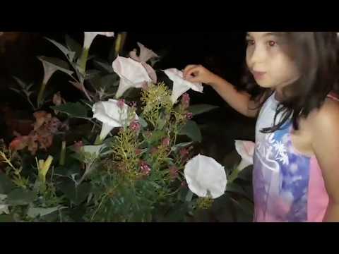 ОЧЕНЬ КРАСИВЫЕ РАСТЕНИЯ ГРЕЦИИ//VERY BEAYTIFOUL FLOWERS IN THE GREECE