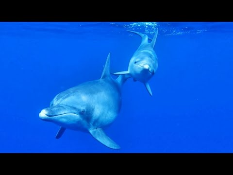 Georges Delerue - The Day of the Dolphin 【HD】