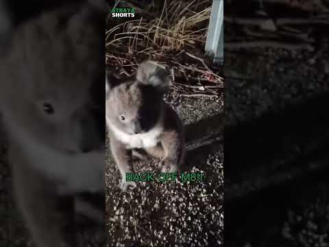 Man saves CUTE Koala from being ROADKILL 🐨❤️ #shorts #australia