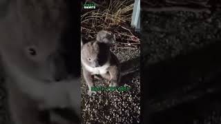 Download lagu Man saves CUTE Koala from being ROADKILL 🐨❤️ #shorts #australia mp3
