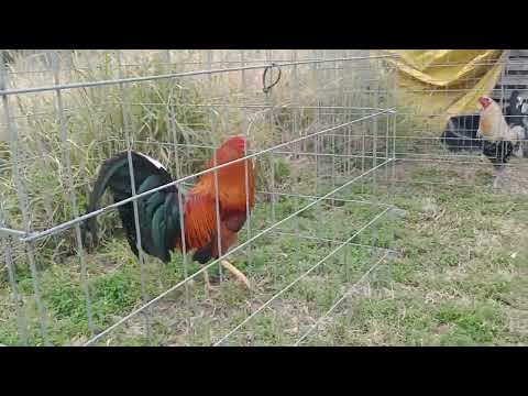 Henny crossed with Slick Lizard 🦎 Sweater at the Cadillac Ranch KIKIRIKIKI!!!!!!