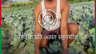 Download lagu Pan cabbage 11140 mp3 Download lagu Pan cabbage 11140 mp3
