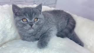 ブリティッシュショートヘアの動画01