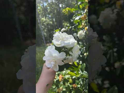 Found a beautiful gardenia bush in my Mother’s backyard today.