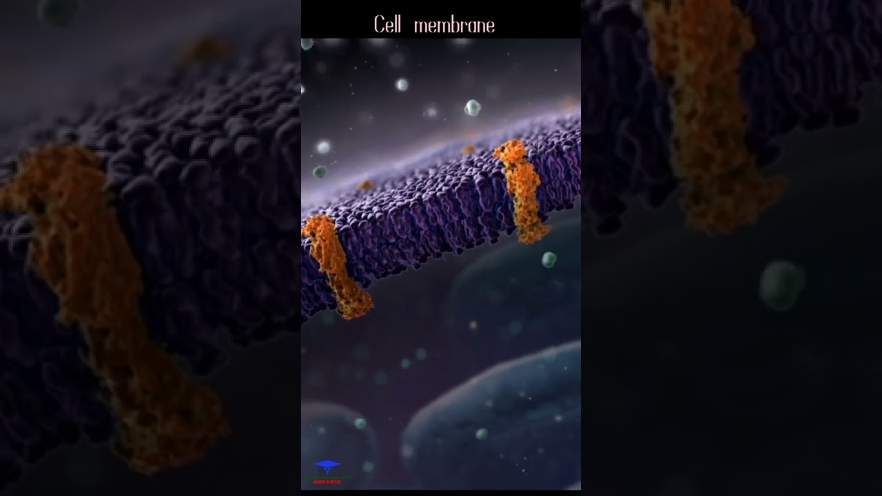 The cell membrane animation 🩺. #shorts
