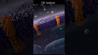 The cell membrane animation 🩺. #shorts