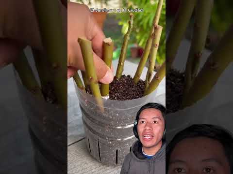 como enraizar esquejes de durazno  #plantas #flores