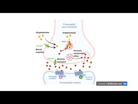 Caffeine vs. Adderall: How They Work in Your Brain | Pharmacology Explained