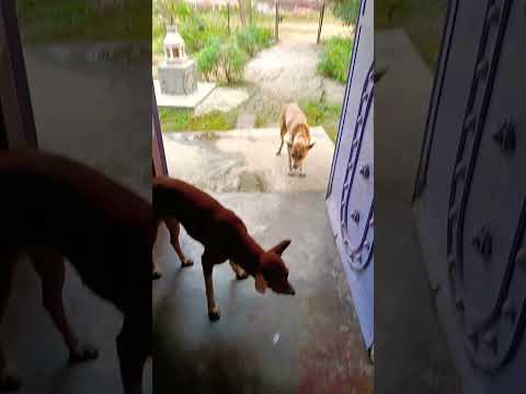 #subcribe #plz #good morning