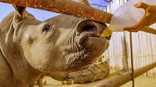 Baby Rhino Training for Freedom | BBC Earth