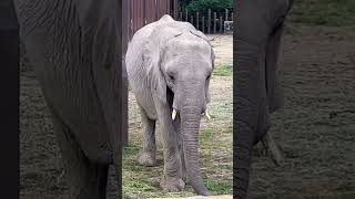 Download lagu #shorts#🐘🐘elephant sound#youtubeshorts#animal video mp3