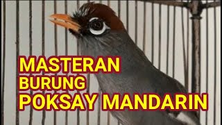 Download lagu MASTERAN AMPUH BURUNG POKSAY MANDARIN GACOR BANGET mp3 Download lagu MASTERAN AMPUH BURUNG POKSAY MANDARIN GACOR BANGET mp3