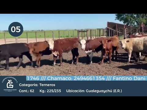 Lote Machos - Gualeguaychu E Rios