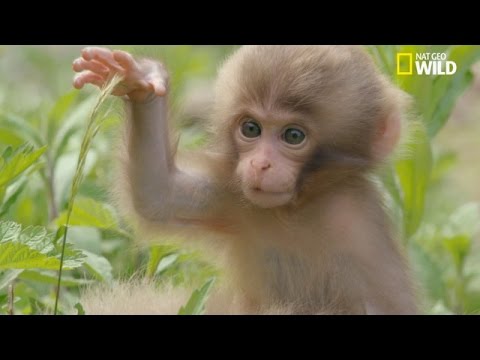 L'éducation des petits macaques