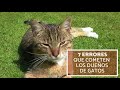 7 errores que cometen los dueños de gatos