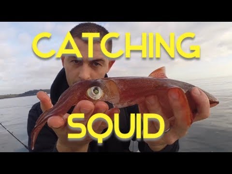 SQUID - Squid fishing UK - Squid Fishing for Beginners, rigs, tips and tactics