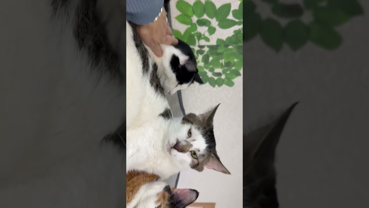 Enlarge Gigi, Mister, and Oreo, a ADOPTABLE mixed breed in Salem, NH video 2/6