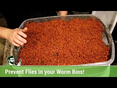 Preventing Fruit Flies in your Worm Bins