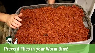 Preventing Fruit Flies in your Worm Bins