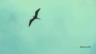 Arms Of A Woman - Amos Lee - Lyric Video