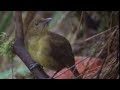 David Attenborough - Animal behaviour of the ...