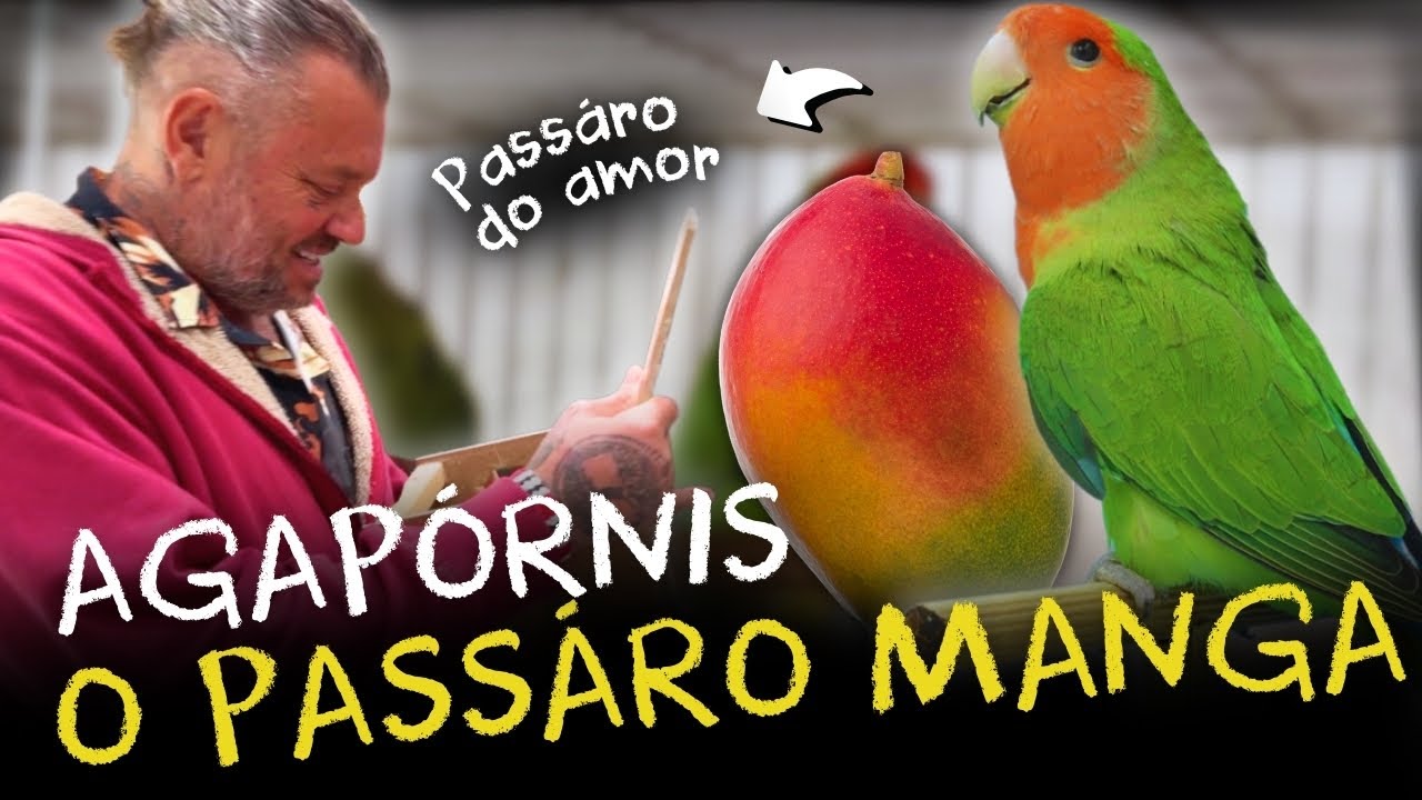 AGAPORNIS: CONHEÇA AS RARAS MUTACÕES GENÉTICAS DO PERIQUITO MANGA!