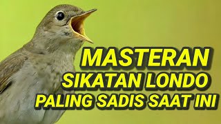 Download lagu 🎬 Masteran Sikatan Londo Paling Sadis Saat Ini | Suara Terbaik Sepanjang Masa ✅ #sikatanlondo  mp3 Download lagu 🎬 Masteran Sikatan Londo Paling Sadis Saat Ini | Suara Terbaik Sepanjang Masa ✅ #sikatanlondo  mp3