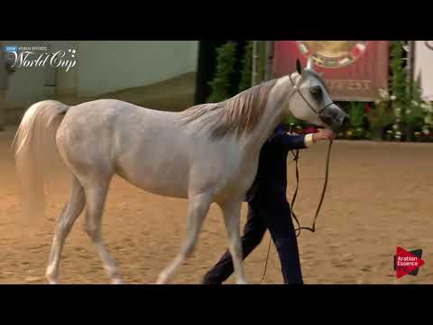 N.224 HA LADY SHENGAIA - LAS VEGAS 2019 - Arabian World Cup Junior Mares ATH (Class 102).mp4