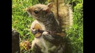 The Gold Song - Bouncing Souls (cover)