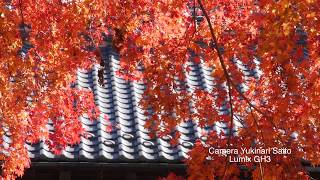 preview picture of video 'LumixGH３movie 日本の秋色 （高尾山）The color of autumn of Japan(Takao)'
