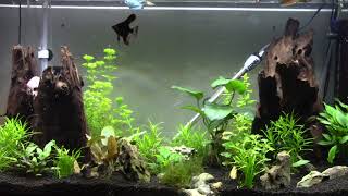 Download lagu fluval roma 200 update, more fishies added. mp3 Download lagu fluval roma 200 update, more fishies added. mp3