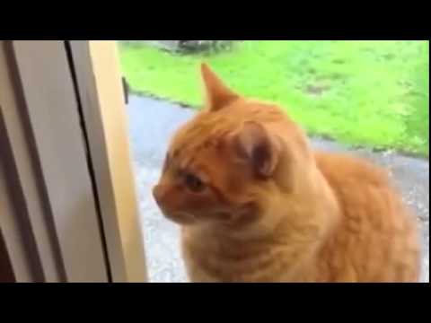 Every Time The Cat Wants Inside The House He Does This  Im DYING
