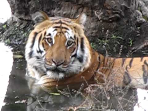 Tiger safari in Corbett park