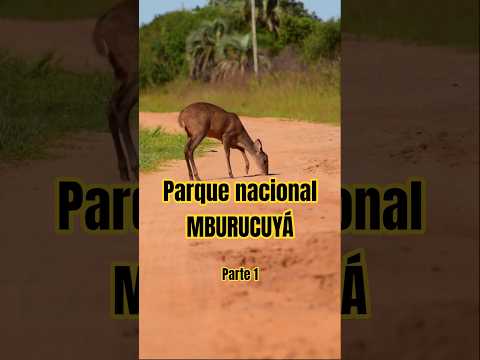 🌺 Conociendo el Parque Nacional Mburucuyá