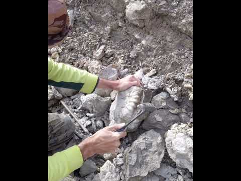Texas ammonite reveal from Grayson Marl formation