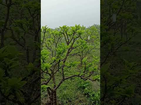 Produção de Pinha Petrolina Pernambuco 😉 muita Chuva 🌧️ graças a Deus 🙏#pinha #fruit #flores #agro