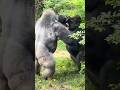 How Powerful Are Gorillas Compared To Humans? #gorilla #shorts