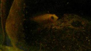 preview picture of video 'Apistogramma Agassizii Fire Red and FRY!!!!!!!!!!'