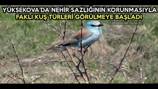 Yüksekova’da Nehir Sazlığının Korunmasıyla, Farklı Kuş Türleri Görülmeye Başladı