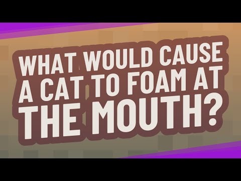 What would cause a cat to foam at the mouth?
