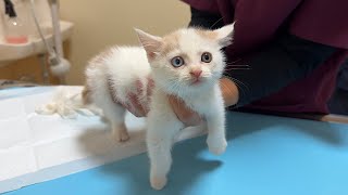 Download lagu I have an important message for you about a sickness that a one-month-old kitten we rescued has. mp3