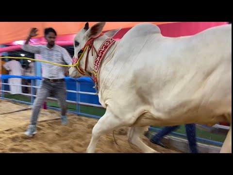 Most Aggressive Bachi of Hossain Dairy Farm || Kolkata Cow 2023