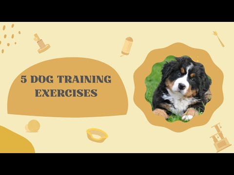 5 Dog Training Exercises You Should Perform Every Day At Home: Dog Training Fundamentals Lesson 1