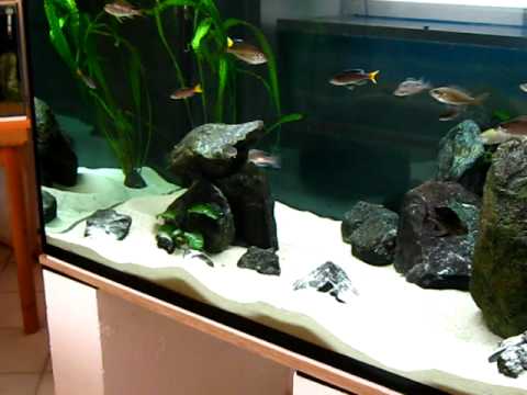 Tanganjikabecken vom 28.05.2010