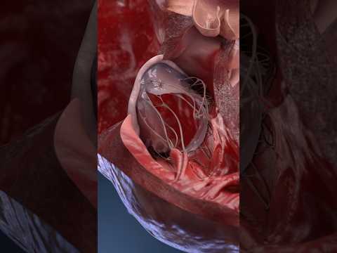 Im Inneren Ihres Herzens: Sehen Sie, wie es sich in 3D bewegt #3danatomie