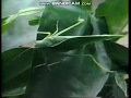 Rocket Classic Sesame Street 5 Katydids From The Leaves