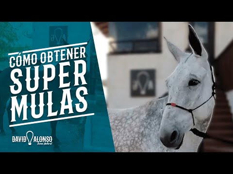How to get Super Mules