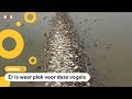 Nieuwe woonplek voor pelikanen na milieuramp