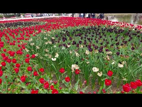 Floriade(spring festival), Canberra 2022.