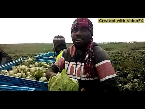 Smol story wetm ol boy .lo covino farm . Australia